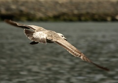 Immature kelp gull